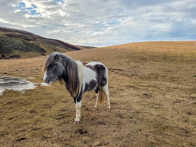 Kolbeinn, an Icelandic horse in the fields at Eyvindarholt
