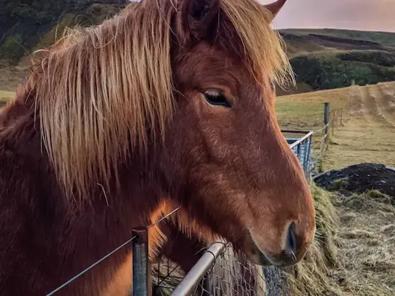 Nói, an Icelandic horse at Eyvindarholt