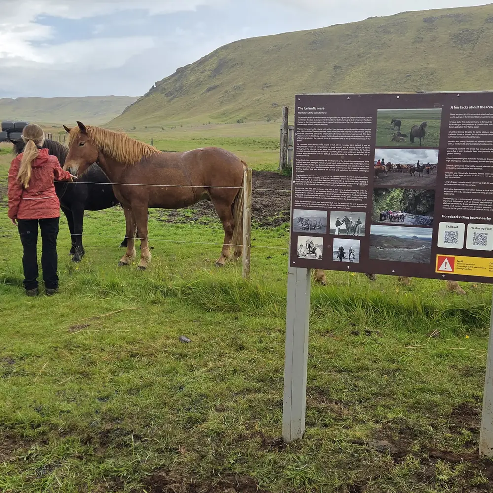 Meeting a horse beside the information board at Eyvindarholt