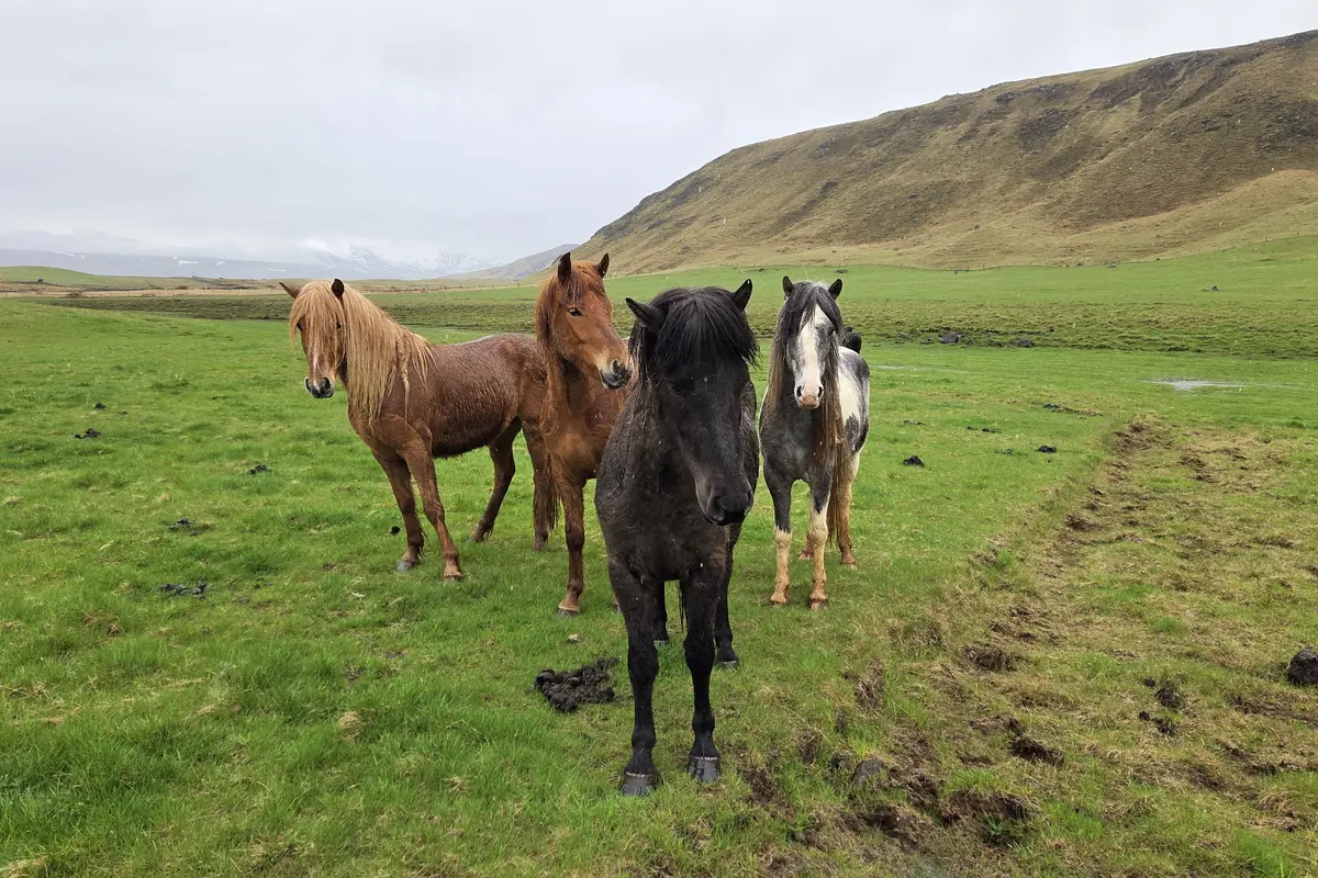 The Icelandic horses roaming the green fields of Eyvindarholt