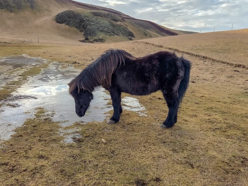 Stör, the dark Icelandic mare, beside the water at Eyvindarholt