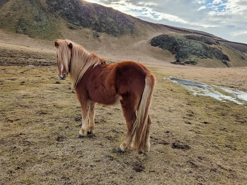 Tinni, the chestnut Icelandic horse with a white blaze, in the fields at Eyvindarholt