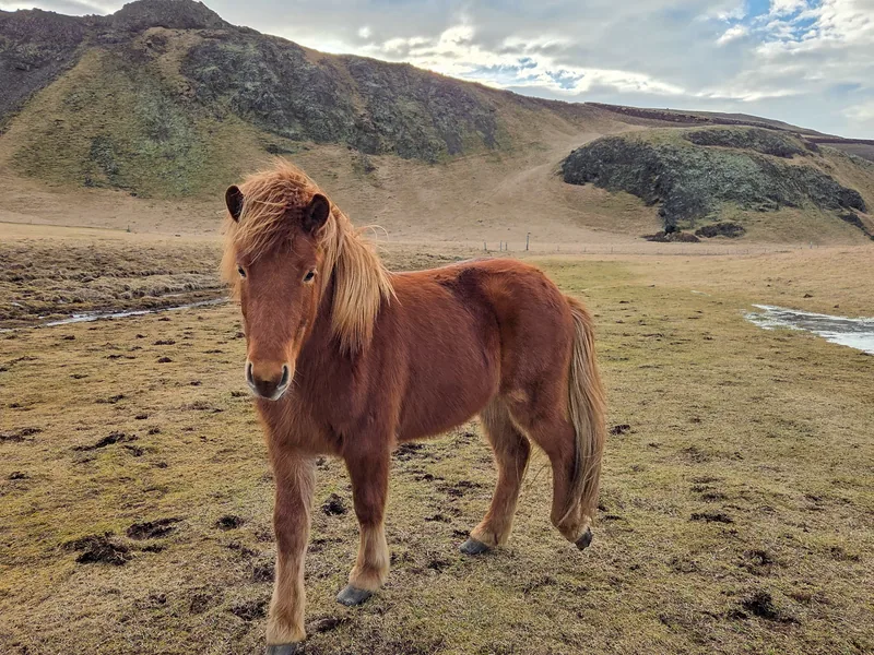 Nói, an Icelandic horse in the fields at Eyvindarholt