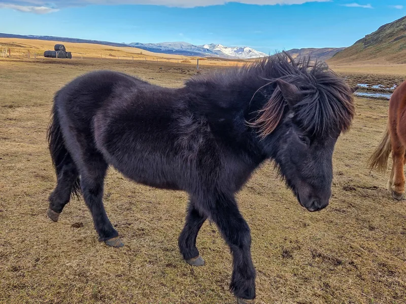 Pipar, the dark Icelandic horse, enjoying the winter sunshine at Eyvindarholt